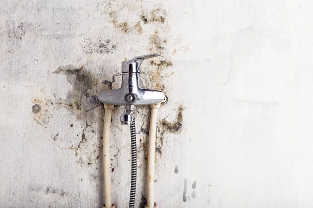 Best Commercial Mold Removal  in Oldsmar, FL