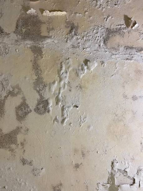 Best Fast Mold Removal  in Oldsmar, FL